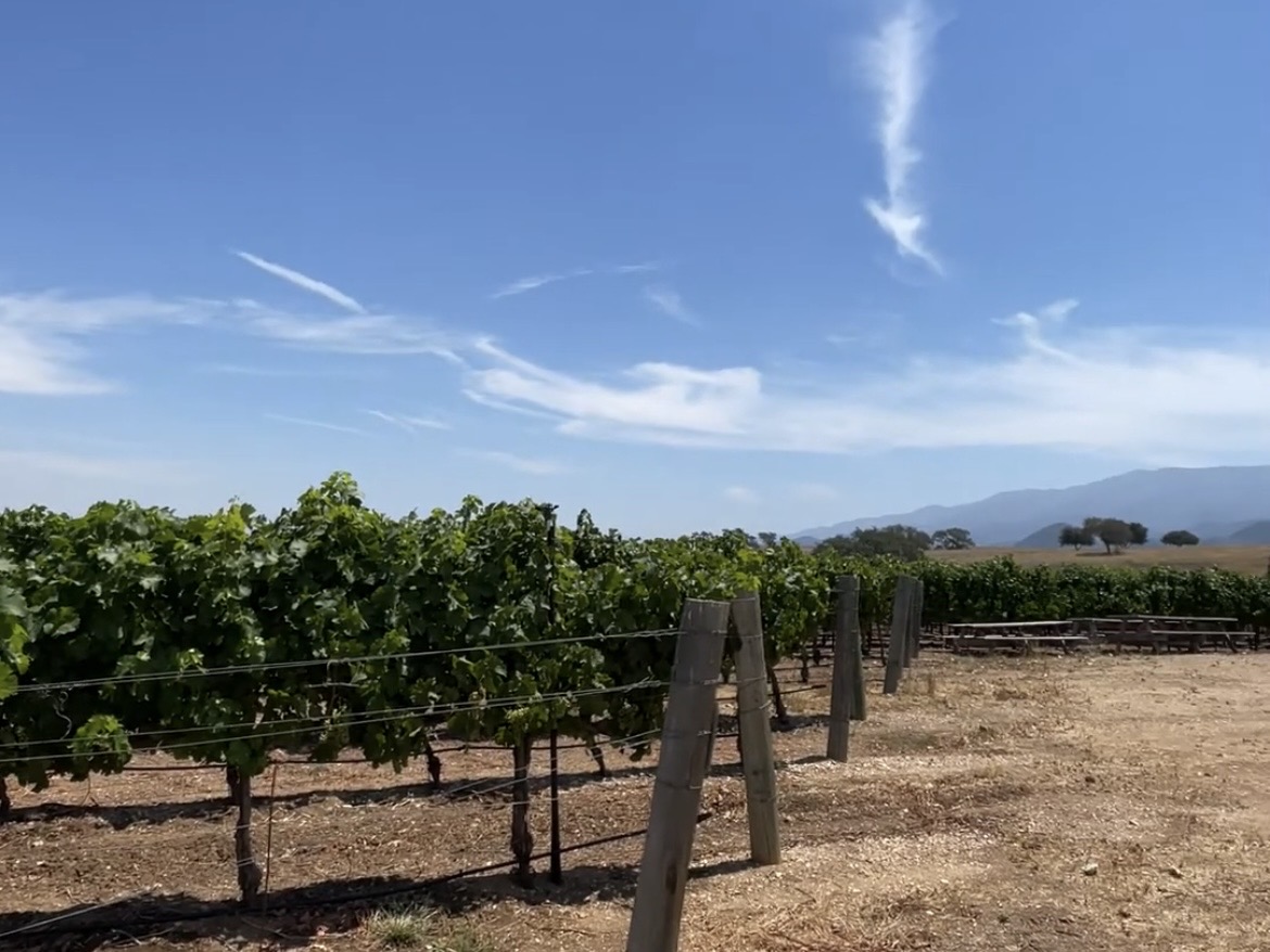 サンタバーバラのワイナリー現地格安ツアー01