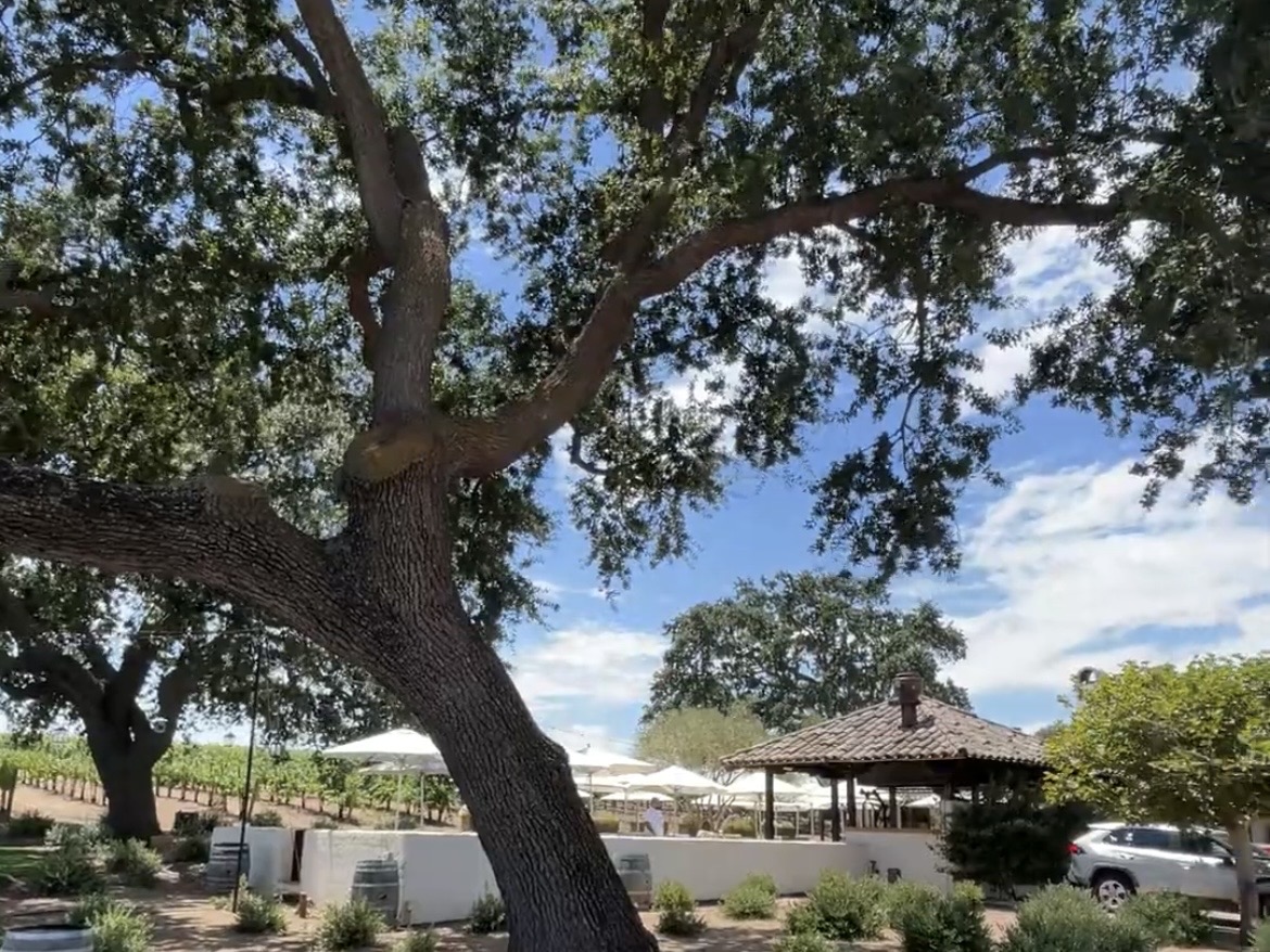 サンタバーバラのワイナリーツアー格安07